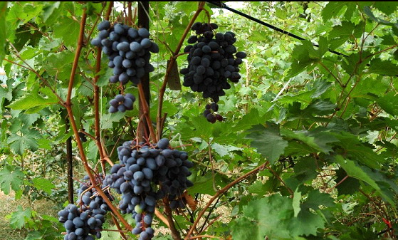 Амурский дикий виноград 1.jpg